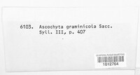 Ascochyta graminicola image